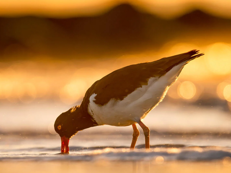 American Oystercatcher, silhouetted at sunset with its beak dipped in the water.