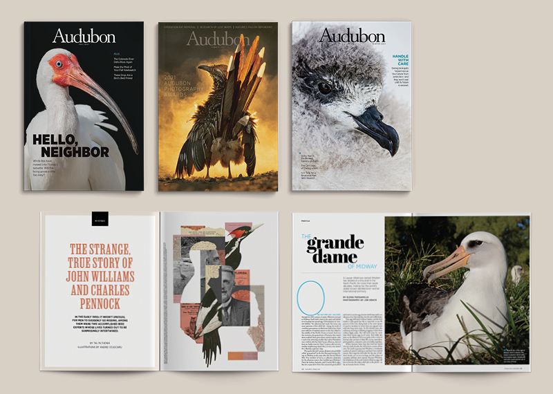 A collage of Audubon magazines.