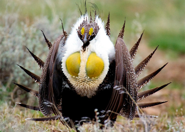 Greater Sage-Grouse. Photo: Vida Ward/Audubon Photography Awards