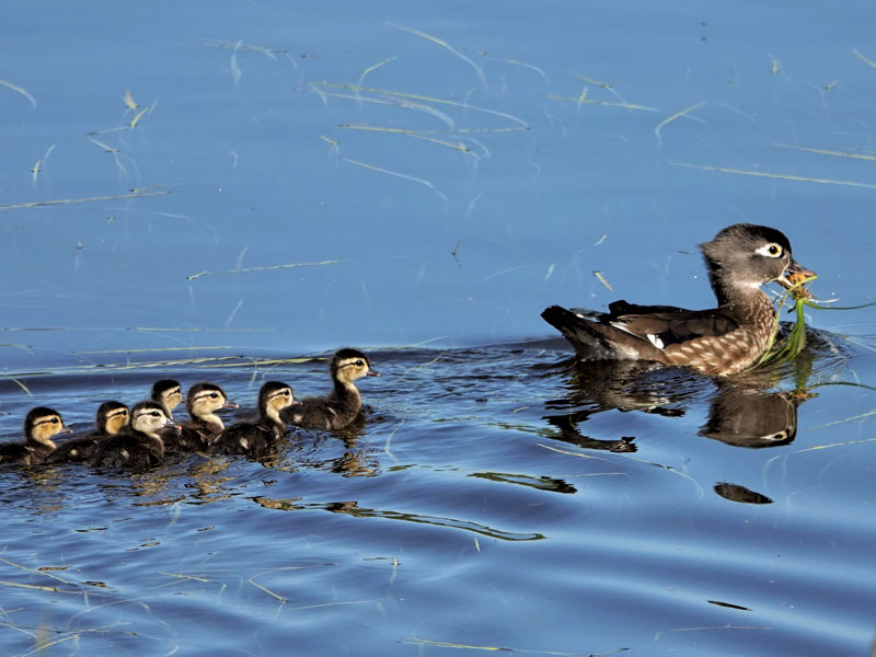 Photo of a female Wood Duck with ducklings.