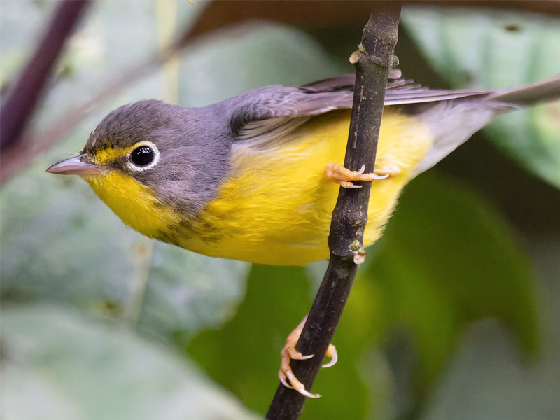 Photo of a Canada Warbler.