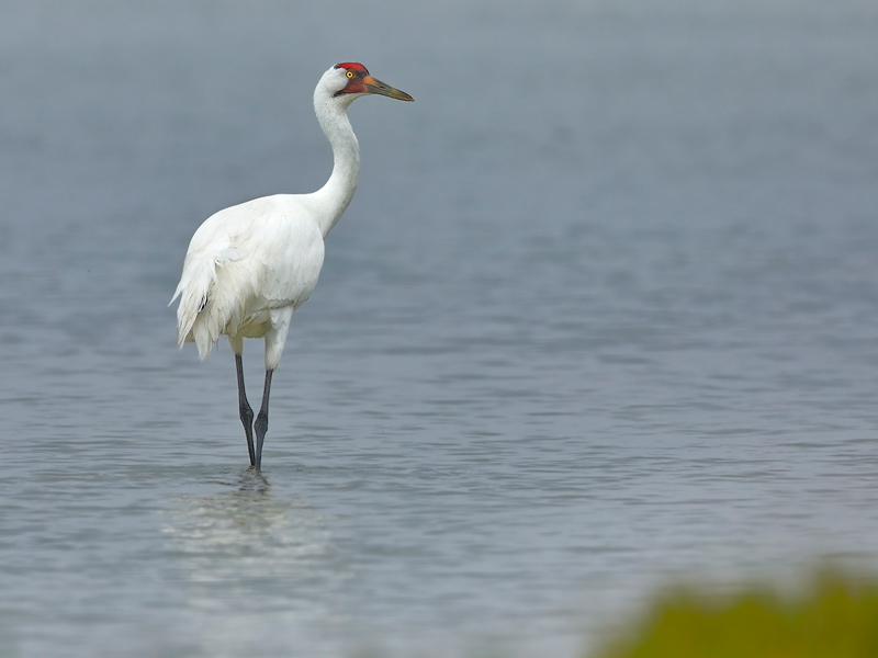 Photo of a Whooping Crane standing in shallow water.