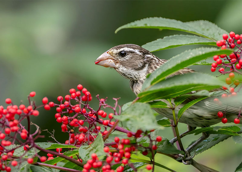 Rose-breasted Grosbeak on Red Elderberry.