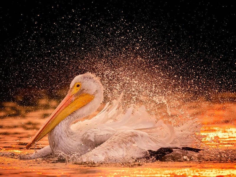 American White Pelican in water shaking droplets off its feathers.