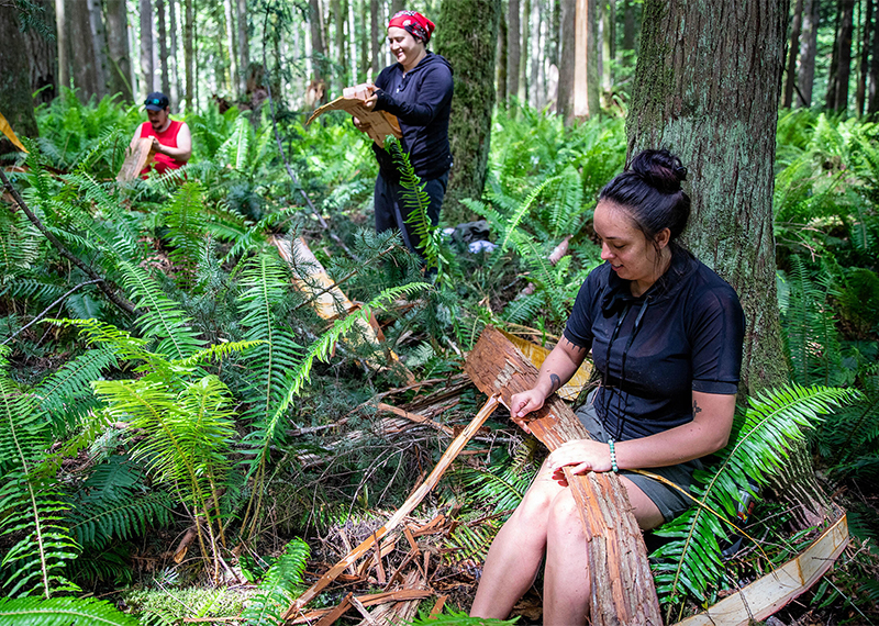 Bethany Fackrell, a member of the Snoqualmie Tribe in eastern Washington, harvests cedar according to traditional sustainable practices.