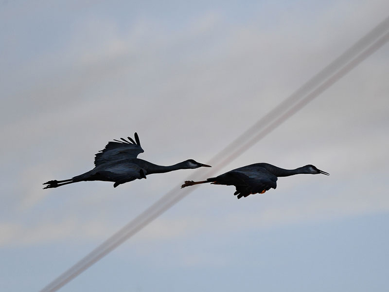 Two Sandhill Cranes in flight with transmission lines shown in the distance behind them.