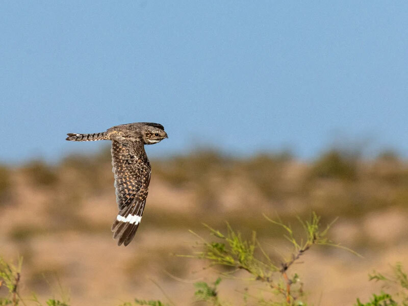 Photo of a Common Nighthawk in flight.