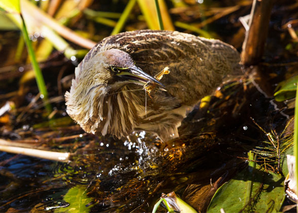 Photo of an American Bittern eating a crawfish. Credit: Glenn Hemberger/Audubon Photography Awards