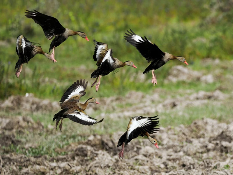 Photo of Black-bellied Whistling-Ducks in flight, coming down to land in a grassy field.