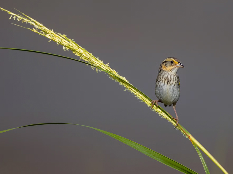 Photo of a Saltmarsh Sparrow.