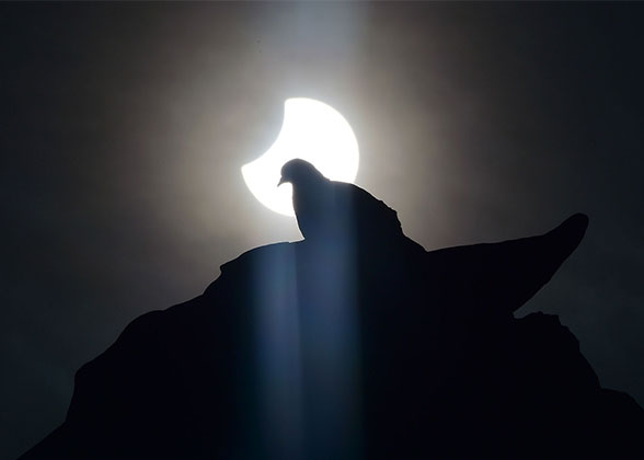 A partial solar eclipse frames a pigeon.