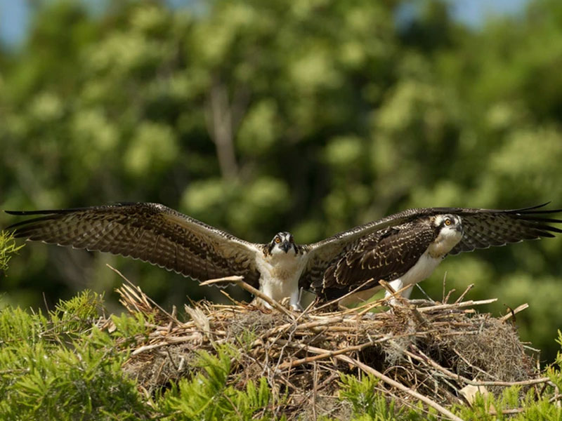 Photo of two adult Osprey in a nest.