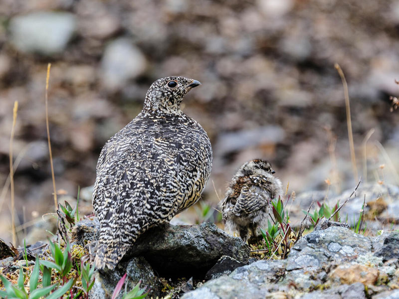 Photo of a female Rock Ptarmigan with chick.