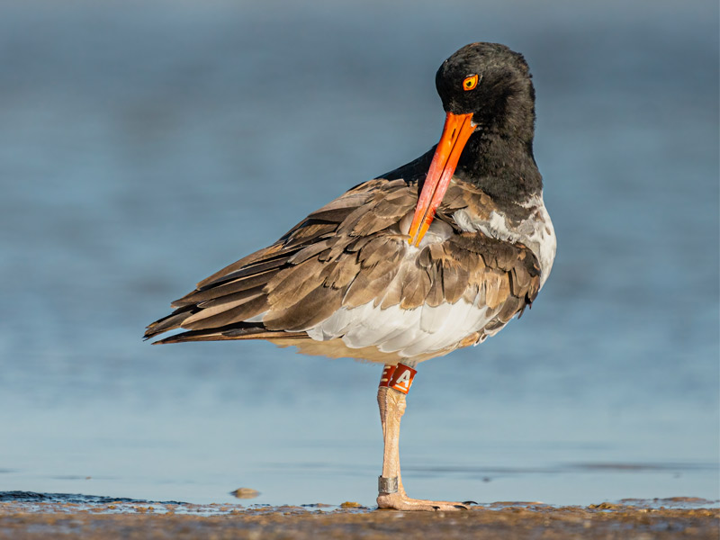 Photo of a banded American Oystercatcher standing on the shoreline. 