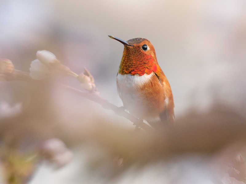 Photo of a Rufous Hummingbird in sharp focus behind blurry treebranches. 