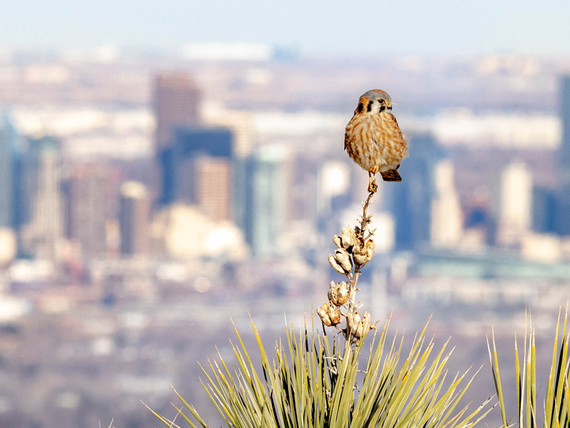 Photo of an American Kestrel in focus, with a blurred cityscape behind it.