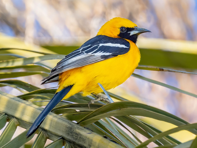 Photo of a Hooded Oriole.