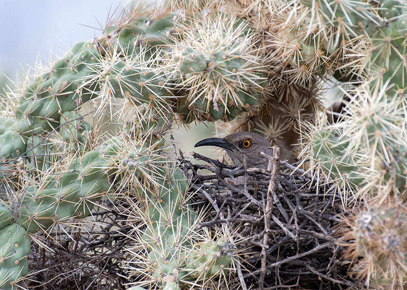 Curve-billed Thrasher on Cholla Cactus.