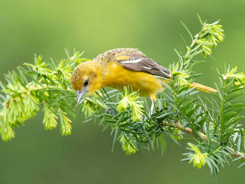 Photo of a female Baltimore Oriole on a very green branch.