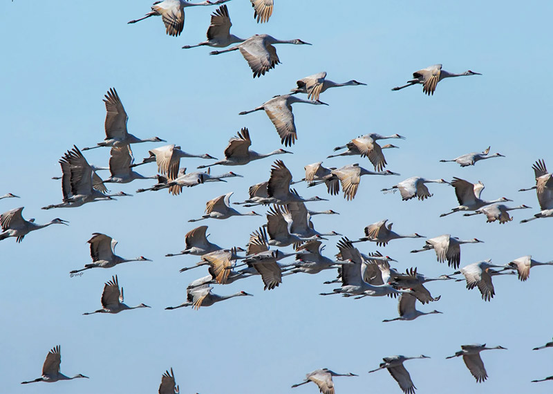 Sandhill Cranes.