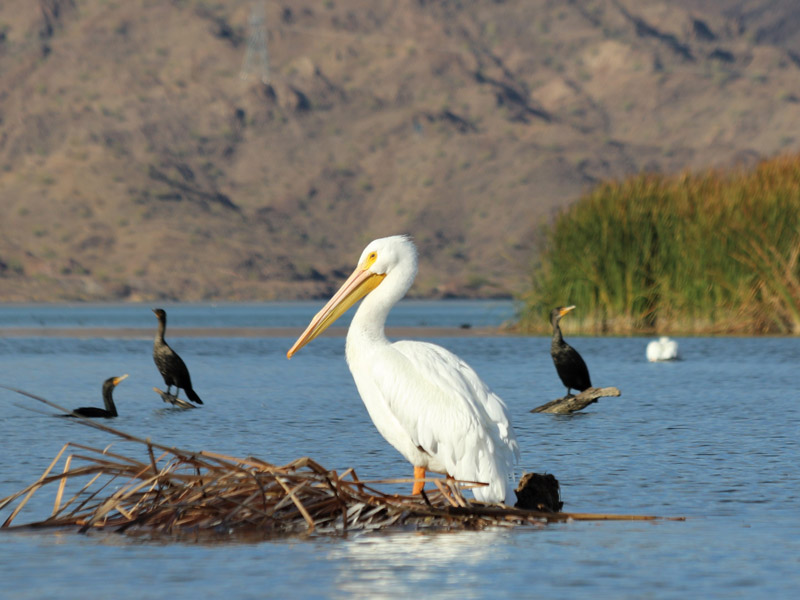 American White Pelican and Double-crested Cormorants.