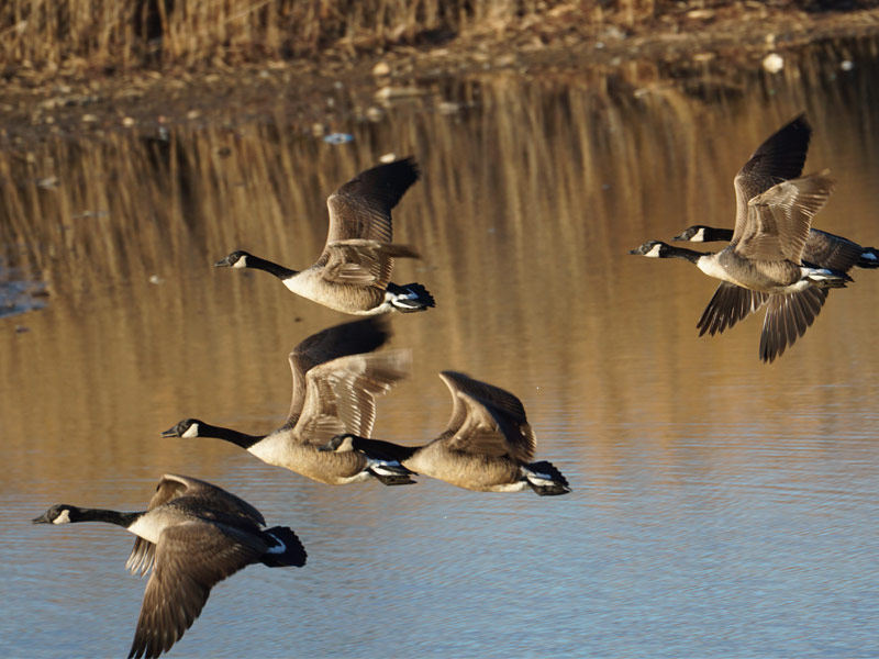 Photo of Canada Geese in flight.