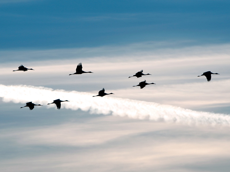 Photo of Sandhills Cranes, silhouetted in flight against a blue sky.