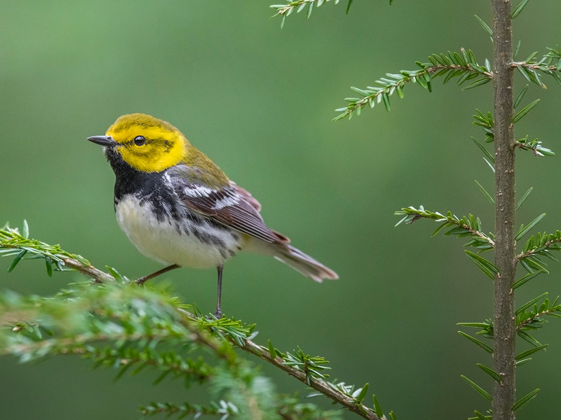 Photo of a Black-throated Green Warbler on Eastern Hemlock.