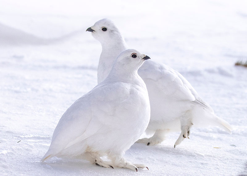 White-tailed Ptarmigan.