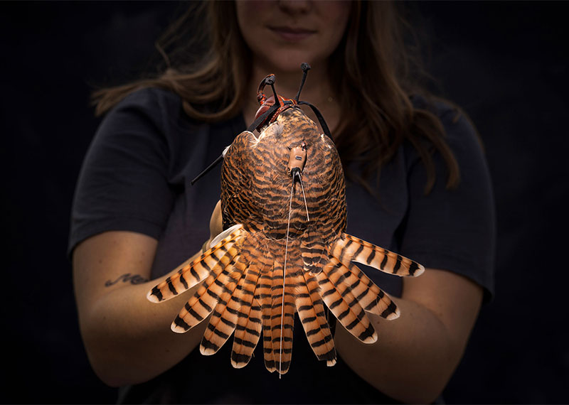 American Kestrels are North America’s smallest, most widespread falcons.