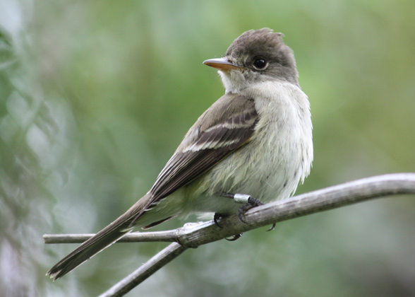 Photo of a Southwestern Willow Flycatcher perched on a branch. Credit: Scarlett Howell/USGS