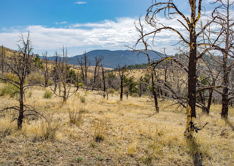 Cheatgrass invades burnt piñon-juniper woodlands after a wildfire.