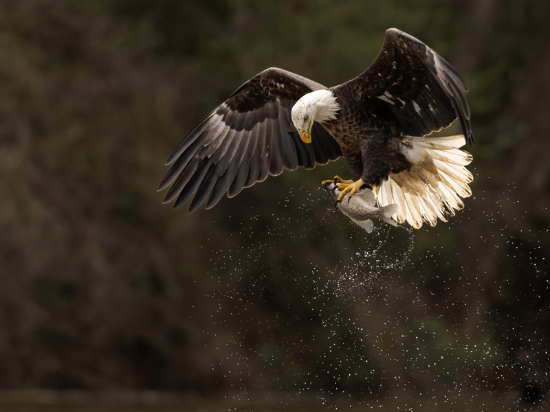 Photo of a Bald Eagle in flight holding a fish in its talons.