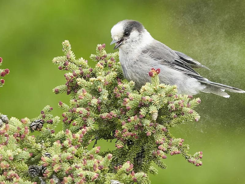 Canada Jay perched on a pine tree.