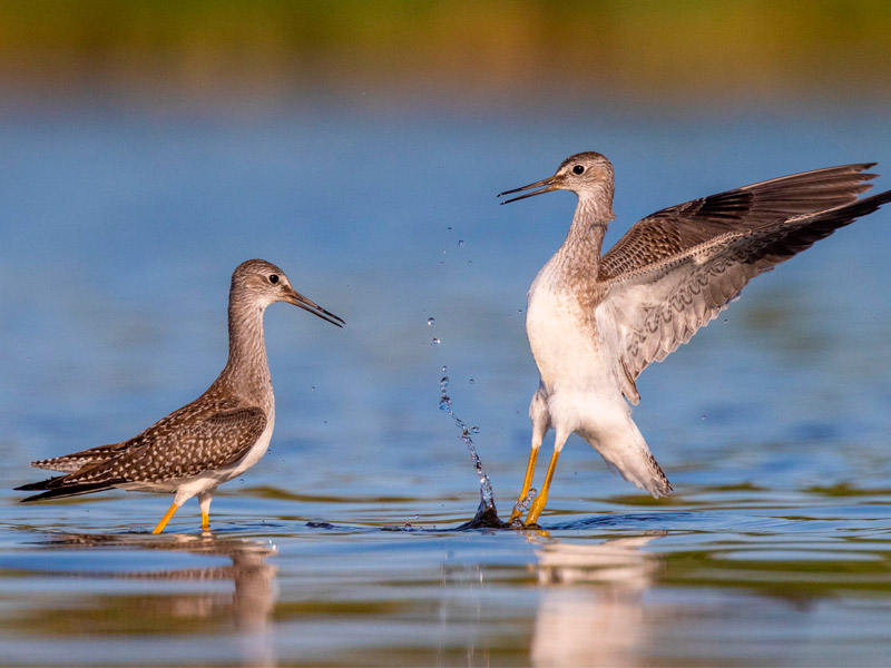 Photo of two Lesser Yellowlegs in water.