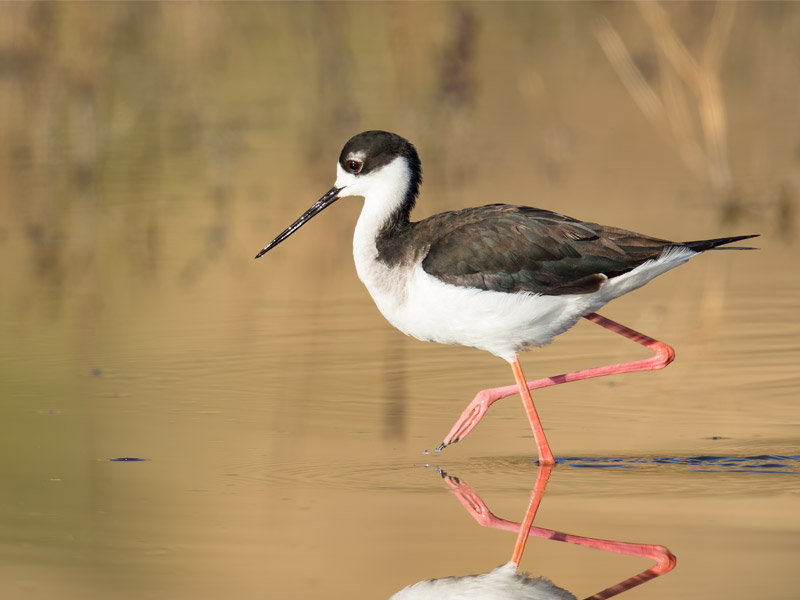 Photo of a Black-necked Stilt walking in shallow water.