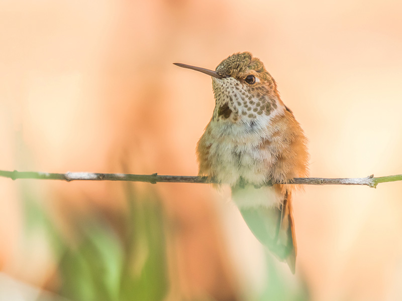 Rufous Hummingbird perched on a twig.