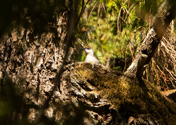 A murrelet chick sits on its nest high up on a branch.
