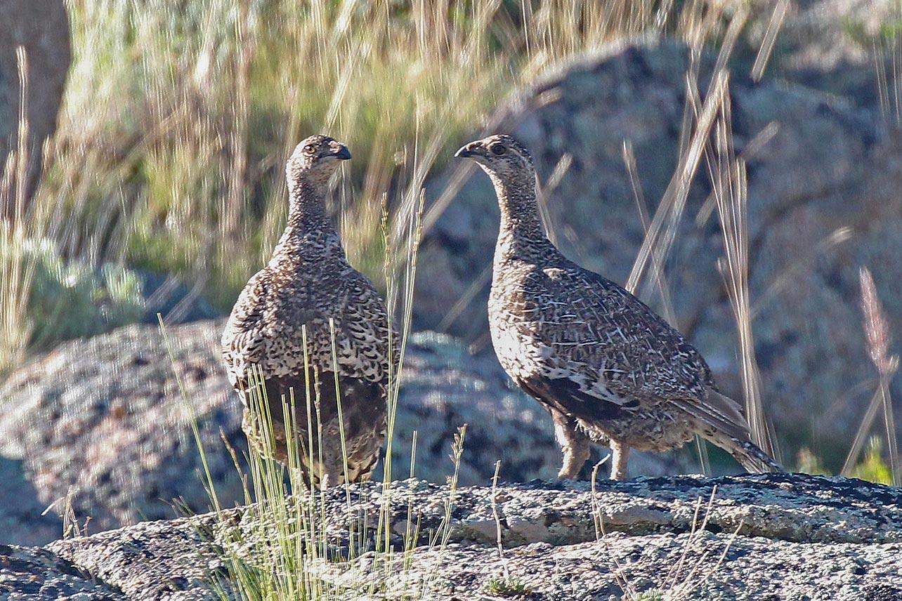 Two Gunnison Sage-Grouse.