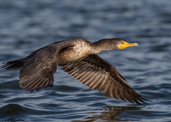 Double-crested Cormorant. Photo: William Pohley/Audubon Photography Awards