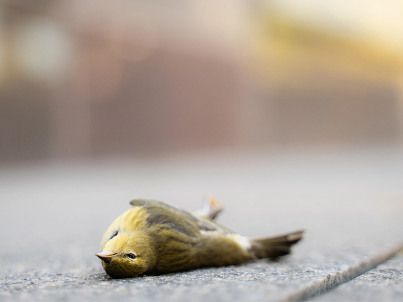 Photo of a deceased Blackpoll Warbler.