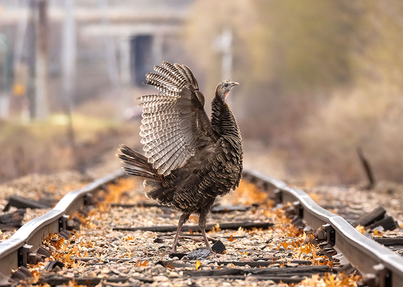 Wild Turkey.