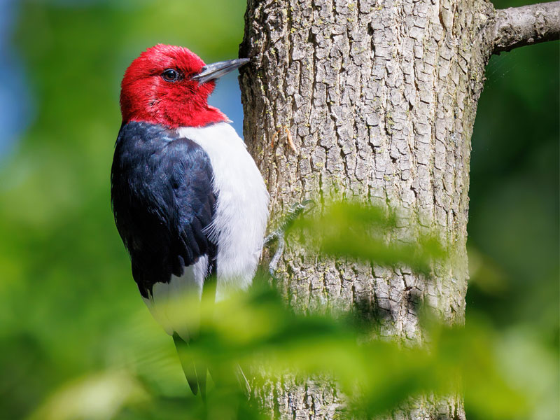 Photo of a Red-headed Woodpecker on a tree trunk.