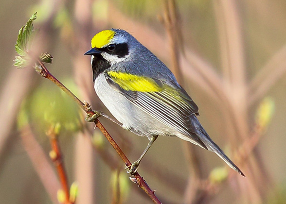 Golden-winged Warbler. Photo: Charlie Trapani/Audubon Photography Awards