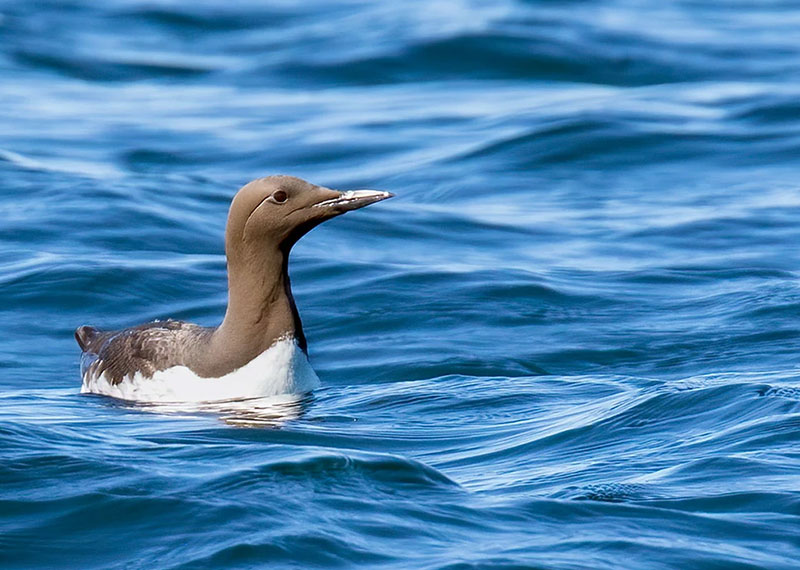 Common Murre.