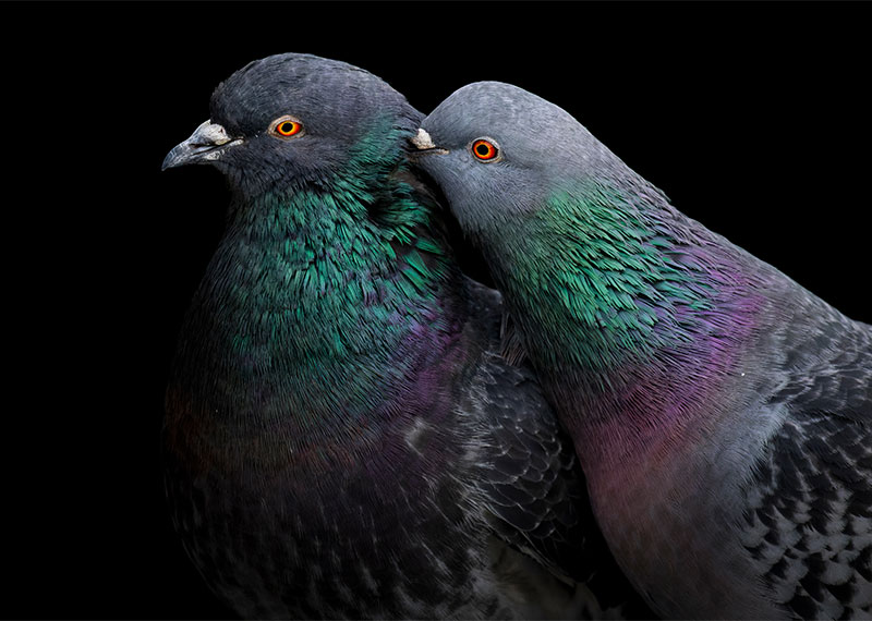 Rock Pigeons.