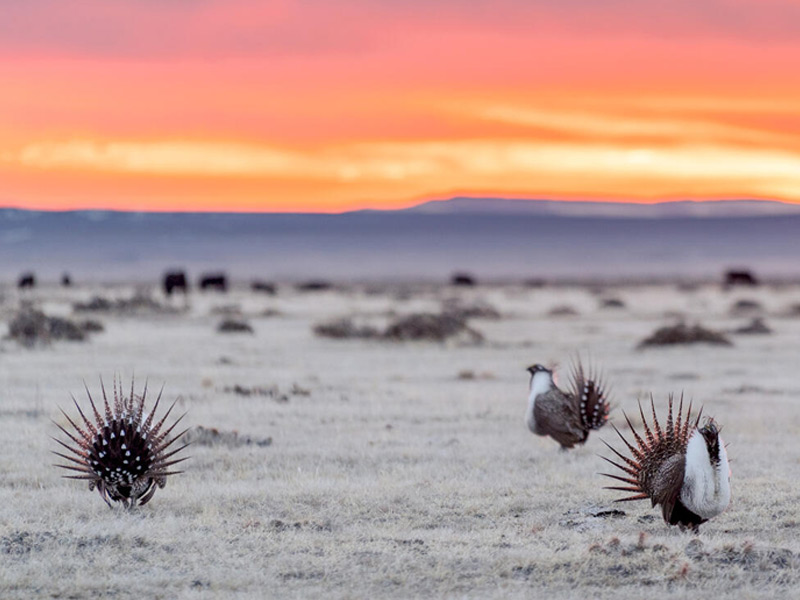 Greater Sage-Grouse shot from a distance against a colorful sunset. 