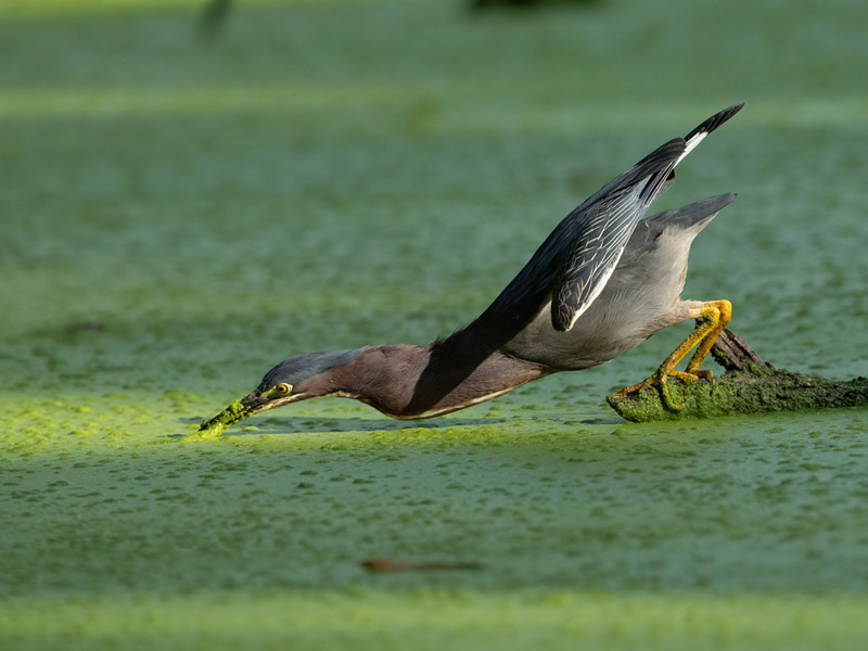 Photo of a Green Heron diving for fish.