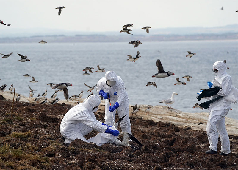 Wearing protective gear, rangers clear seabird flu victims at an important U.K. breeding colony.