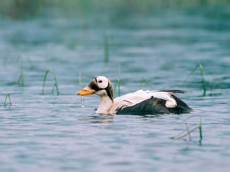 Photo of a Spectacled Eider at Teshekpuk Lake in America's Arctic.